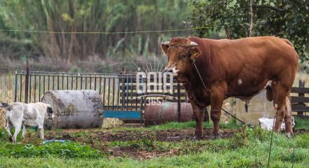 Καμπανάκι από τον ΠΟΥ: Υπάρχει κίνδυνος εξάπλωσης του ιού της γρίπης των πτηνών σε αγελάδες εκτός ΗΠΑ