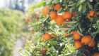 Το πορτοκάλι σε κρίση – Τι ζητούν οι παραγωγοί