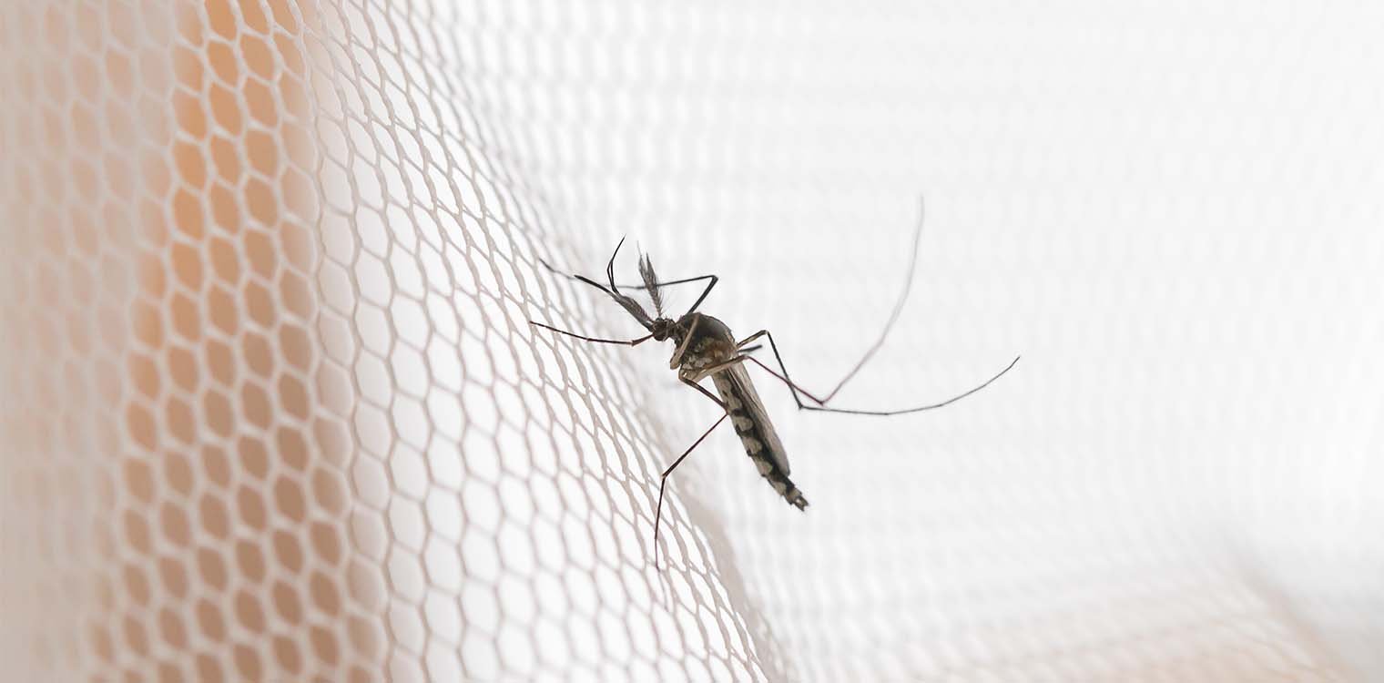 Ιταλία: Το κουνούπι της ελονοσίας επανεμφανίστηκε έπειτα από 50 χρόνια απουσίας του