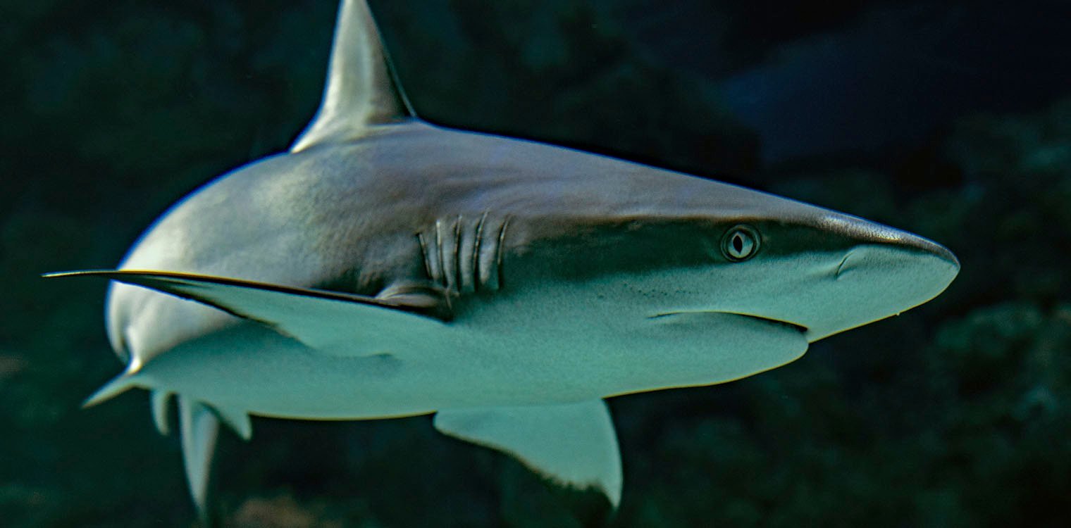 Μοναδικό θέαμα: Καρχαρίας έκανε βόλτες στη μαρίνα της Γλυφάδας