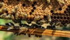 Μελισσοκόμοι: Αλλαγές στην άμεση προμήθεια μελιού από τον παραγωγό στον τελικό καταναλωτή