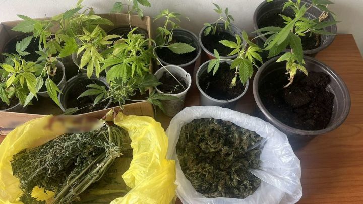 Πύργος: Συνελήφθη άνδρας για καλλιέργεια και κατοχή ναρκωτικών - Εντοπίστηκε με 188 γραμμ κάνναβης και 17 φυτά
