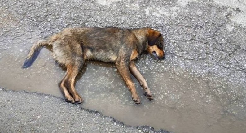 Αμαλιάδα: Συνελήφθη 45χρονη για δηλητηρίαση σκύλου