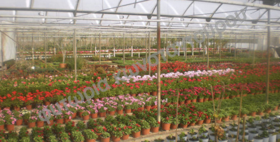 Φυτώρια Κωνσταντούρου: Ομορφύνετε τον κήπο σας με καλλωπιστικά φυτά 