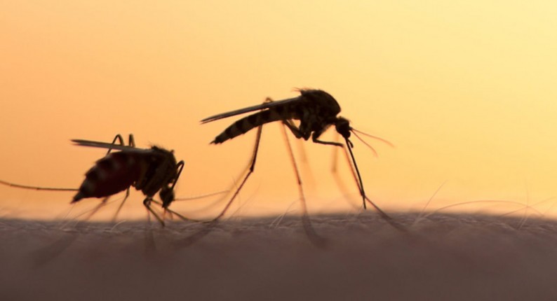 Ηλεία: Μας ρούφηξαν το αίμα τα κουνούπια
