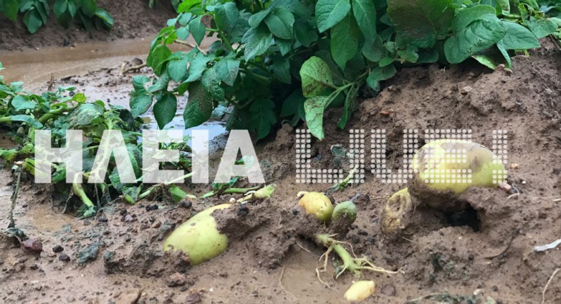 Ηλεία: Αντίο πατάτα . . . Νέες καταστροφές στις καλλιέργειες