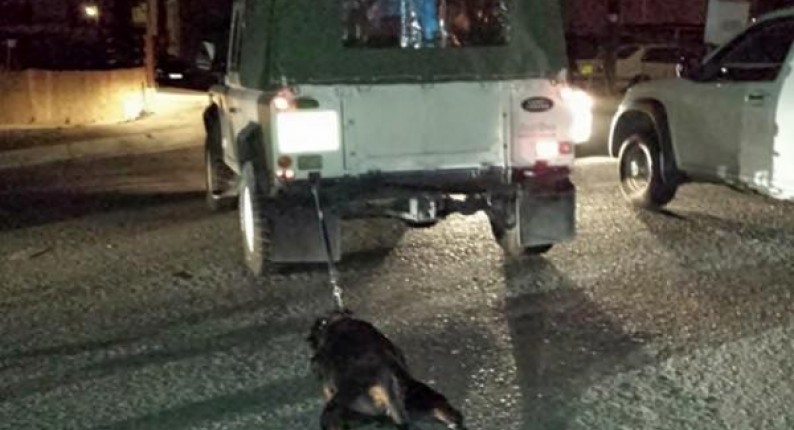 Αλφειούσα: Συνελήφθη εμπλεκόμενος στην υπόθεση κακοποίησης σκύλου