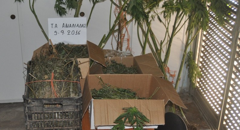 Συνεχίζονται οι συλλήψεις στην Ηλεία για καλλιέργεια και κατοχή ναρκωτικών