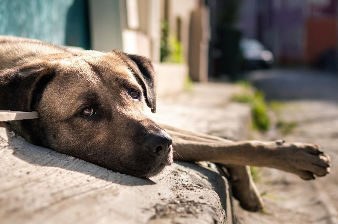 stray dog freepik