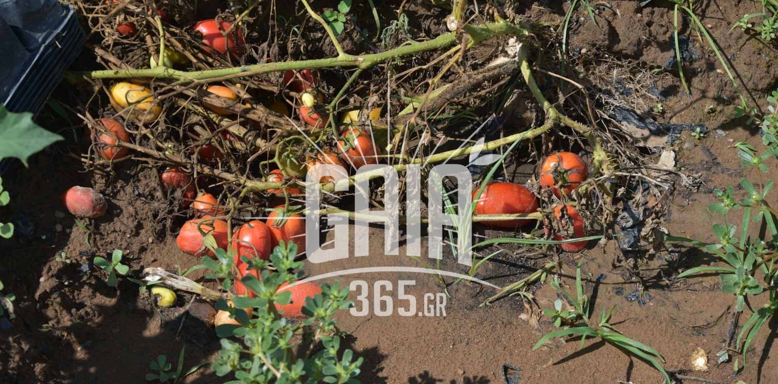 «Στοχεύοντας» τον ιό της καστανής ρυτίδωσης της ντομάτας
