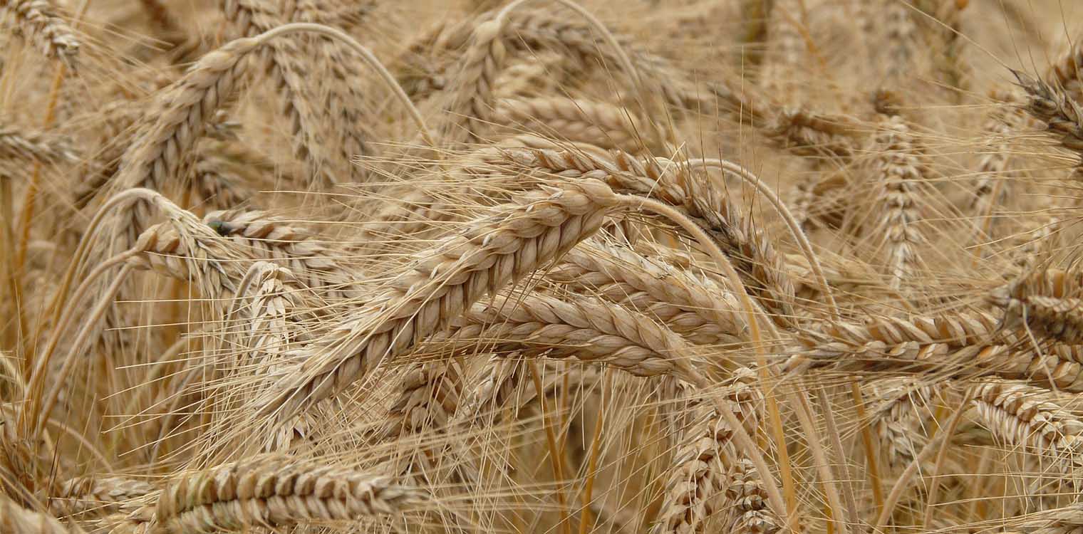 Αύξηση στις παγκόσμιες τιμές τροφίμων FAO