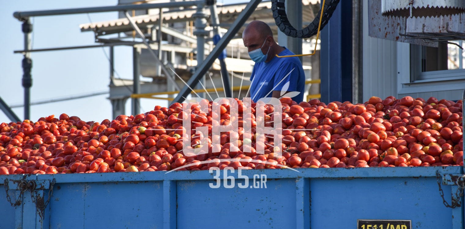 Βιομηχανική τομάτα: Άνοιξαν “Μινέρβα” και “Κύκνος