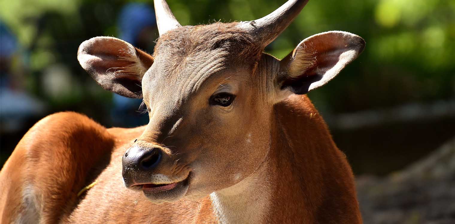 Προσωρινά μέτρα για την οζώδη δερματίτιδα στα βοοειδή