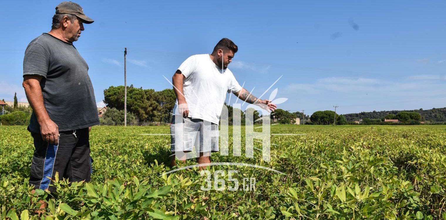 Κάστα Σκουροχωρίου: Μια βλάβη στην άρδευση “σούρωσε” τις καλλιέργειες φυστικού