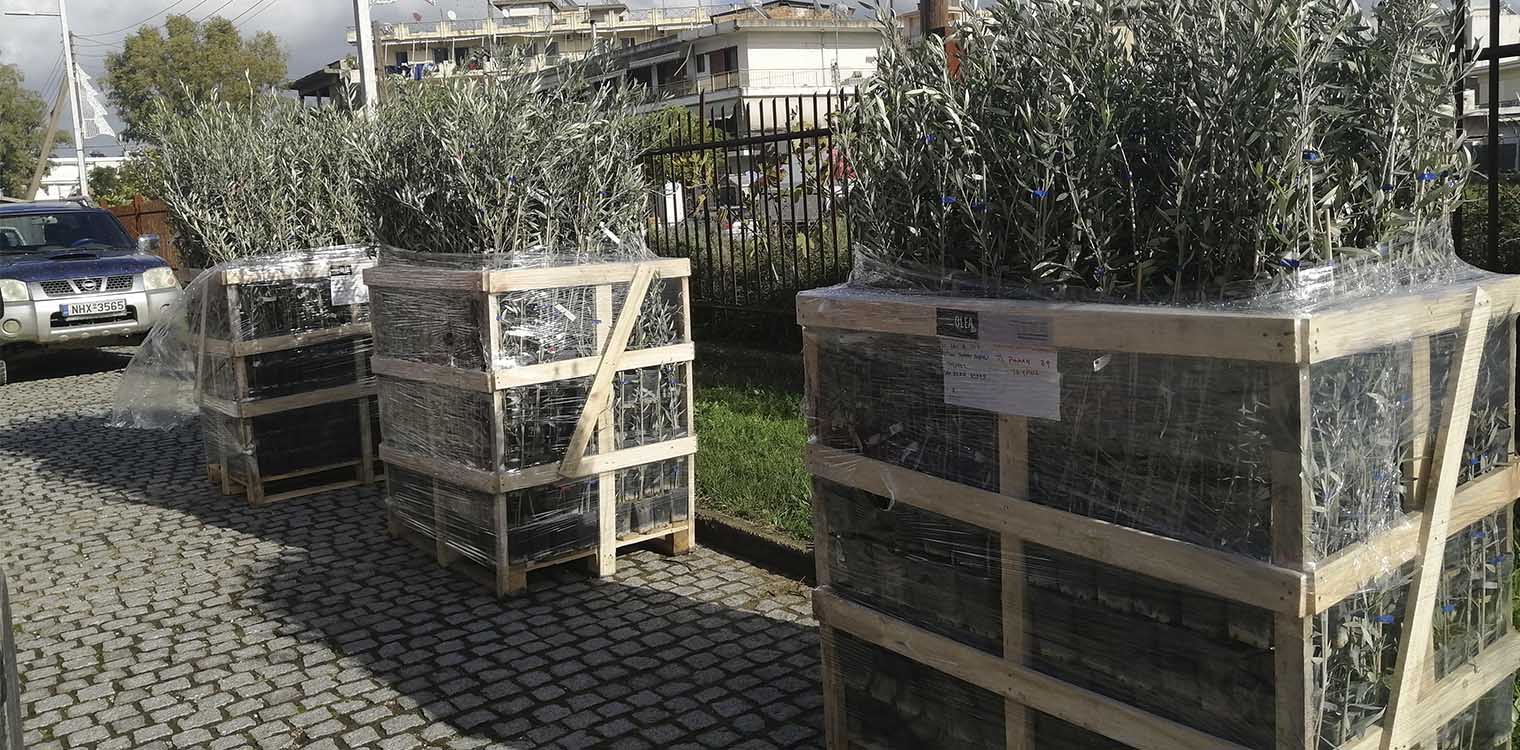 Μεγάλη δωρεά του Ελληνικού Ερυθρού Σταυρού στους πυρόπληκτους κατοίκους του Δήμου Πύργου