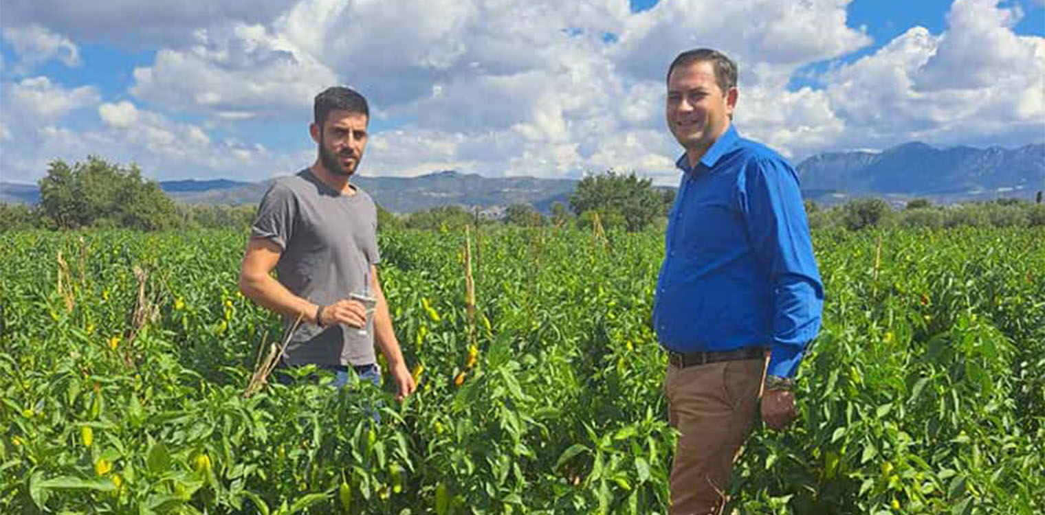 Επιβεβλημένη η προστασία της καλλιέργειας πράσινης πιπεριάς στις Περιφερειακές Ενότητες Αχαΐας-Ηλείας
