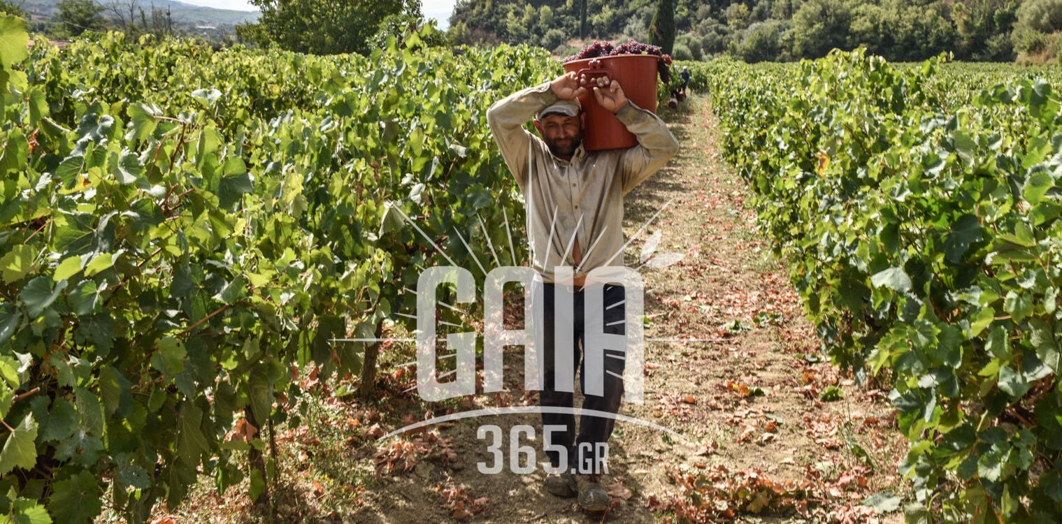 Κορινθιακή σταφίδα: Ποσά, δικαιούχοι και προϋποθέσεις της νέας συνδεδεμένης ενίσχυσης - Απογοήτευση στους παραγωγούς της Ηλείας