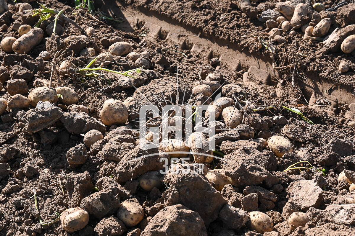 patates douneikon 3