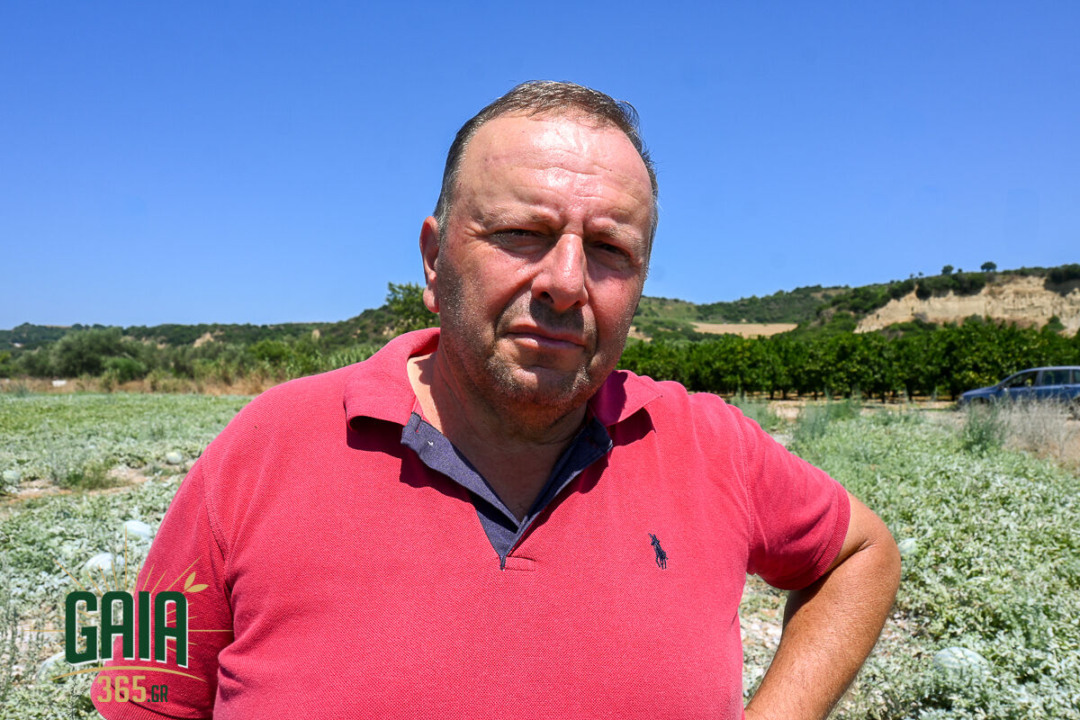 Karpouzia Ag.Dimitrios 10