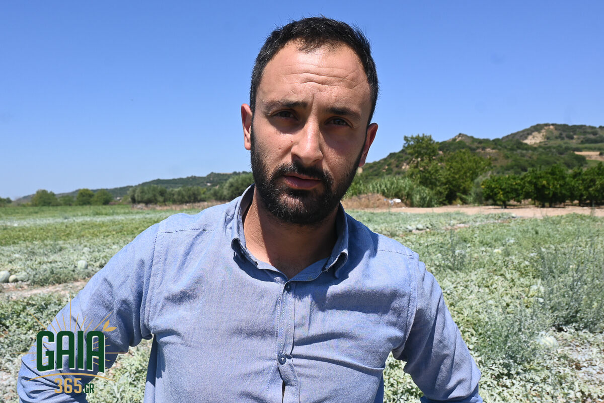 Karpouzia Ag.Dimitrios 8