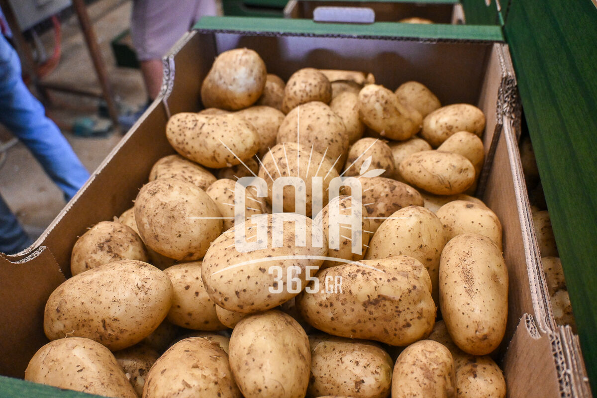 patates 2