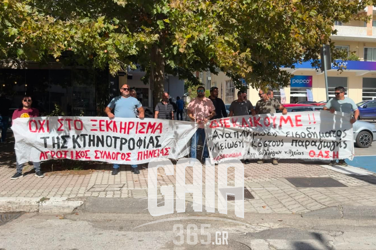 oasi kinitopoiisi 7