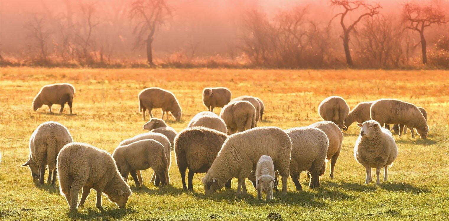 Μέτρο 22: Τι αλλάζει για τις εκμεταλλεύσεις που διαθέτουν πάνω από 100 αιγοπρόβατα