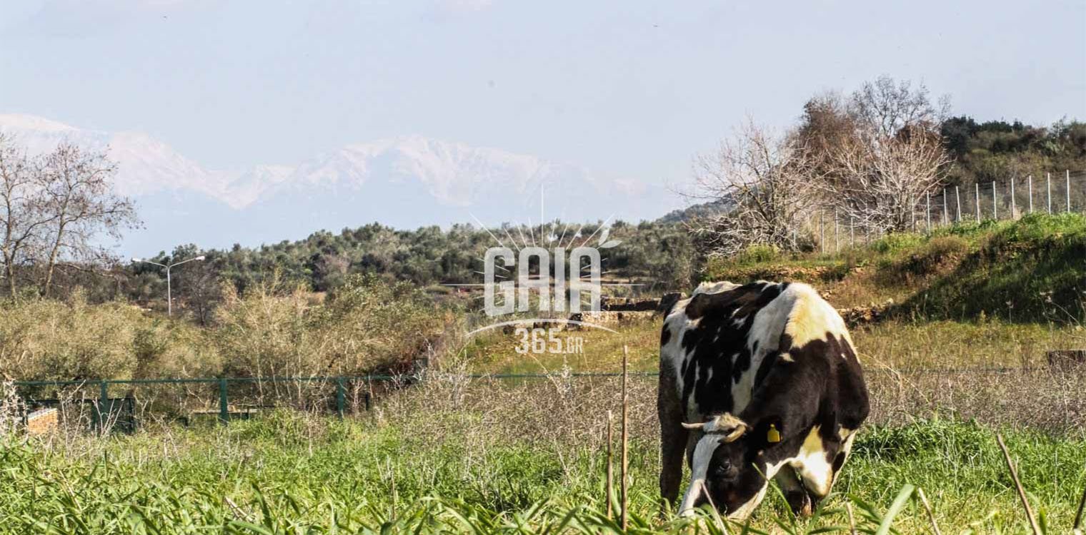 Γεωργαντάς σε αγελαδοτρόφους: Μελετά αλλαγή στο γιαούρτι και αναγραφή χώρας αρμεγής