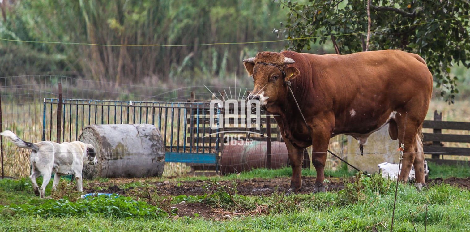 Συνδεδεμένη: ΥπΑΑΤ συμφωνεί για 140 ευρώ σε αγελάδες, μελετά 20 ευρώ σε αιγοπρόβατα