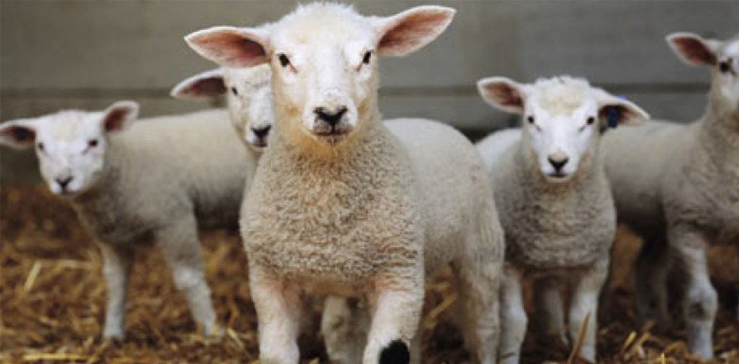 Ιδιωτική αποθεματοποίηση κρέατος αμνοεριφίων ζητούν κτηνοτρόφοι, έπεσε 2 ευρώ το κιλό