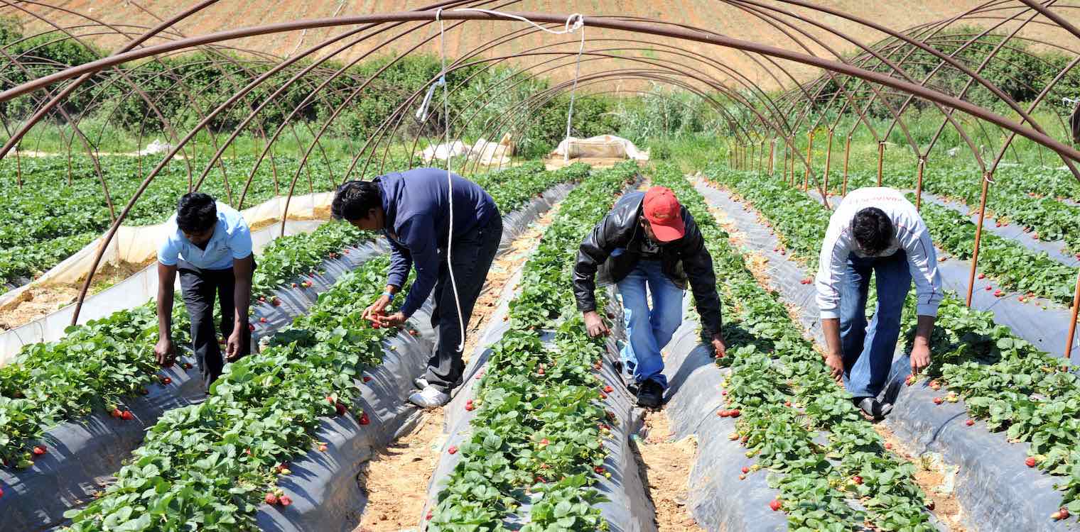 Αμαλιάδα: Δίκη για εκμετάλλευση εργατών γης στη Μανωλάδα