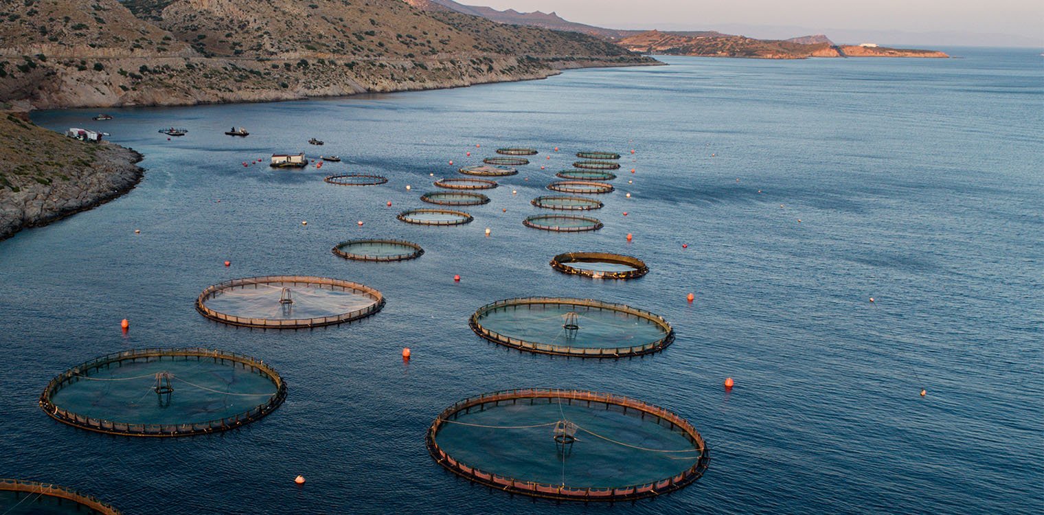 Αυξημένες κατά 10% σε αξία οι πωλήσεις ψαριών ελληνικής ιχθυοκαλλιέργειας το 2021