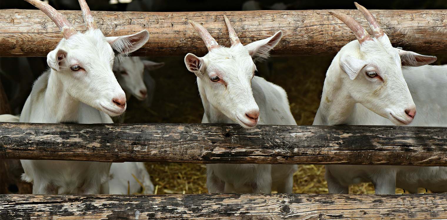 ΠΑΑ: Στα 9 εκατ. ευρώ οι γενετικοί πόροι στην κτηνοτροφία