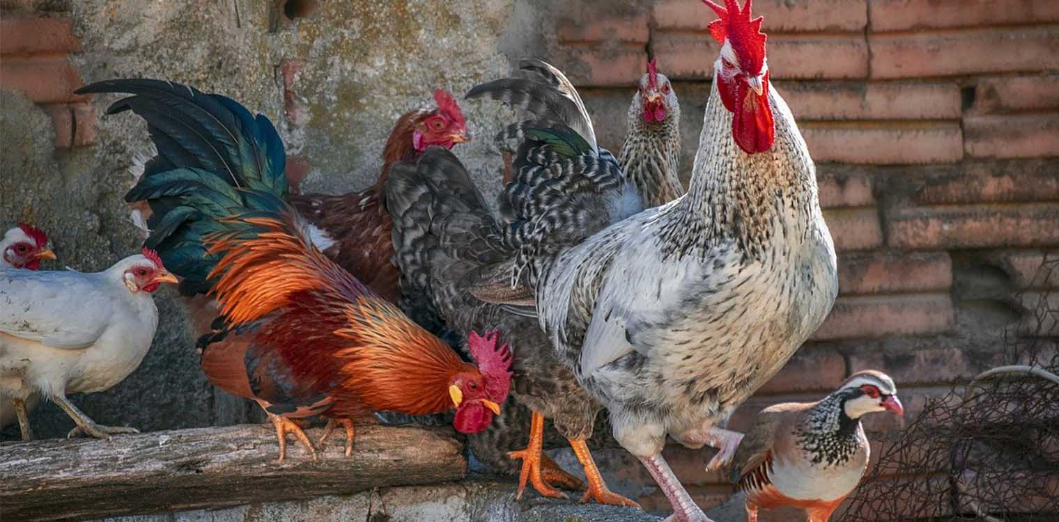 Πτηνοτροφία: Εγγραφές στο ηλεκτρονικό μητρώο εμπορικών εκμεταλλεύσεων