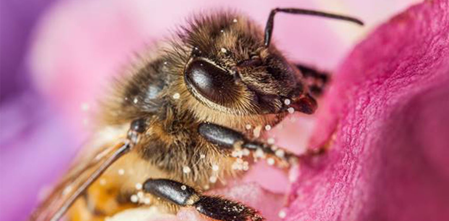 Αναδιάρθρωση της αλυσίδας των μελισσών