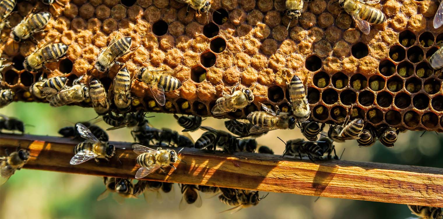 Βιολογική Γεωργία: 3.017 δικαιούχοι για την μελισσοκομία