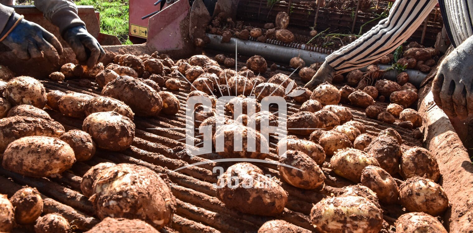 Γραμμή άμυνας για τις χαμηλές τιμές πατάτας ψάχνουν οι αγρότες, πιο ακριβή η Αιγυπτιακή