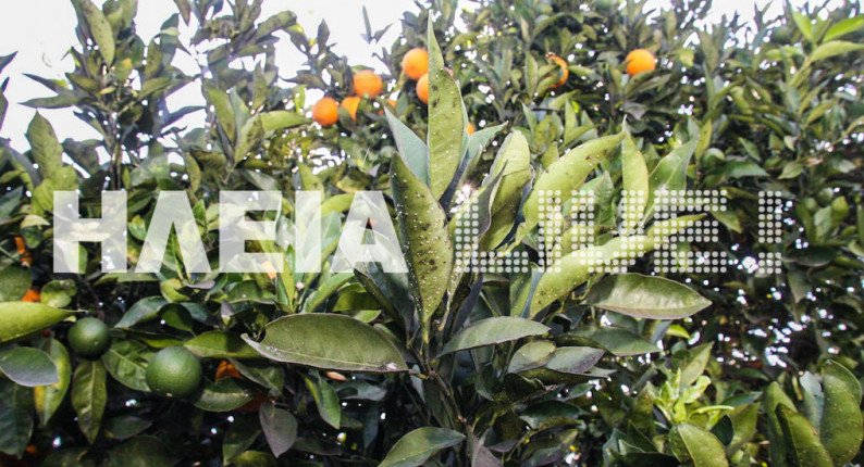 Αιτωλοακαρνανία: Σε απόγνωση οι εσπεριδοπαραγωγοί των Καλυβίων λόγω ακαρπίας
