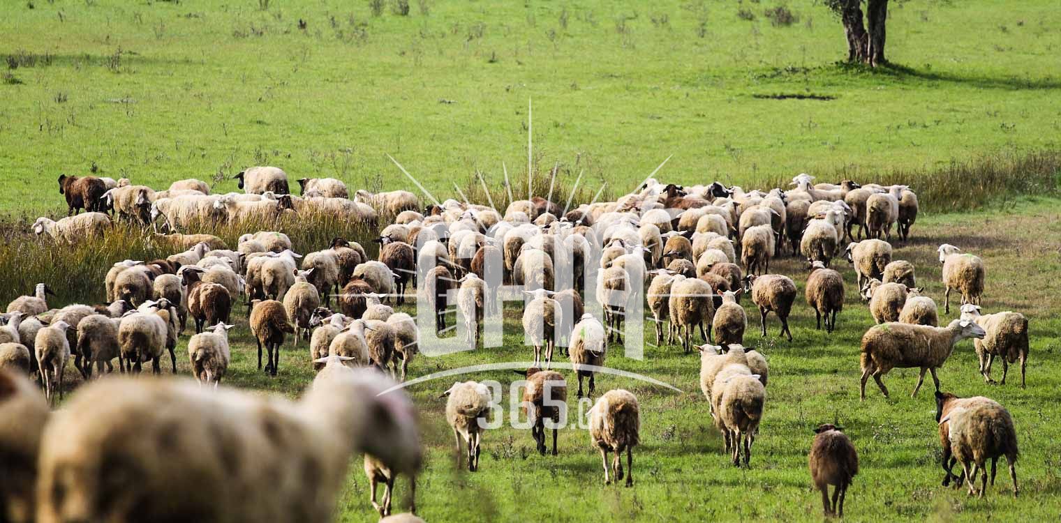 Ριγμένοι από το νέο «πρασίνισμα» της ΚΑΠ οι κτηνοτρόφοι, μέχρι 25 ευρώ το στρέμμα πριμ τα δασολίβαδα