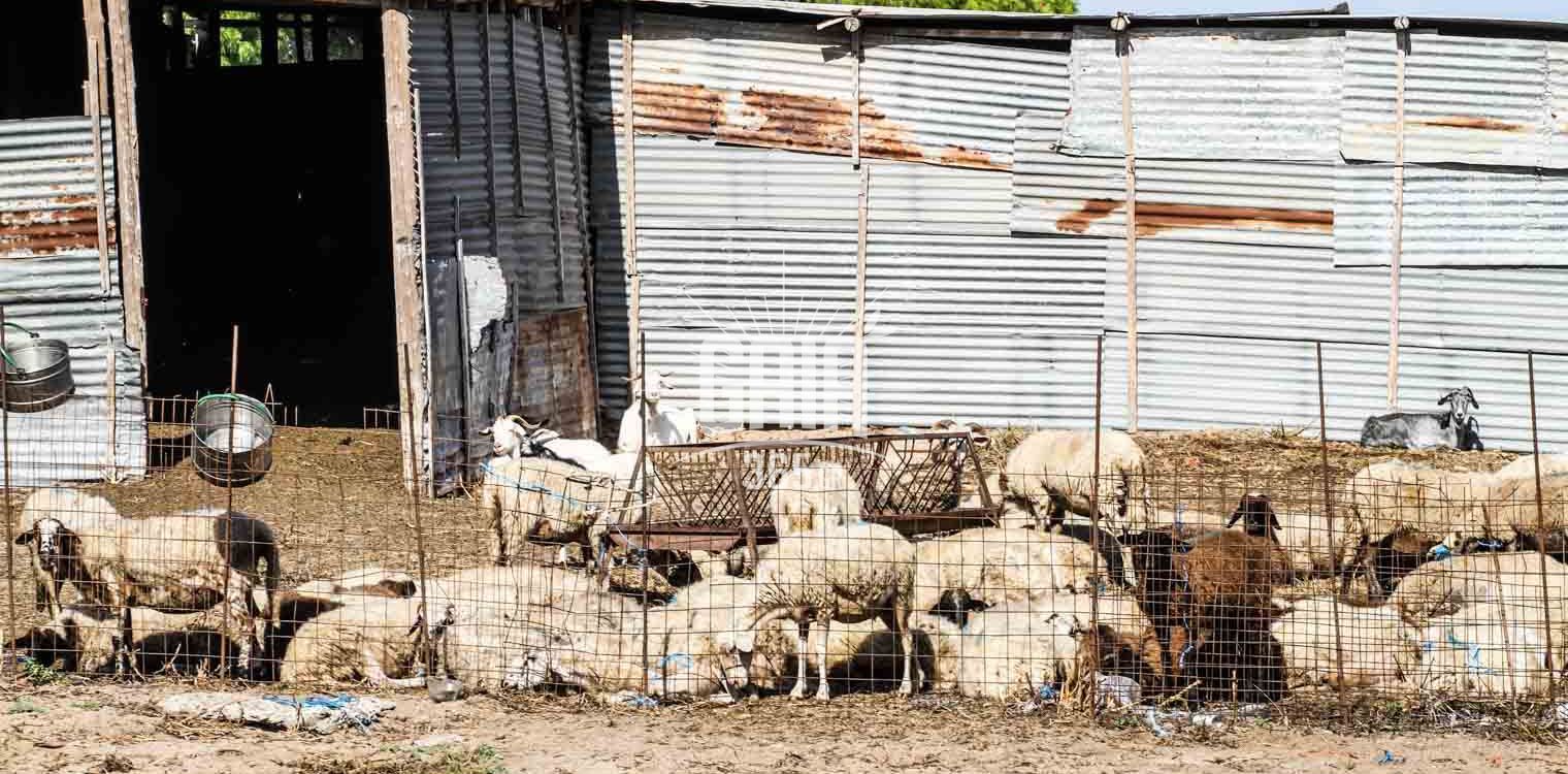 Απλήρωτοι ακόμα πολλοί κτηνοτρόφοι με βοσκοτόπια παρά τις αλλαγές στην ΚΥΑ Λιβανού