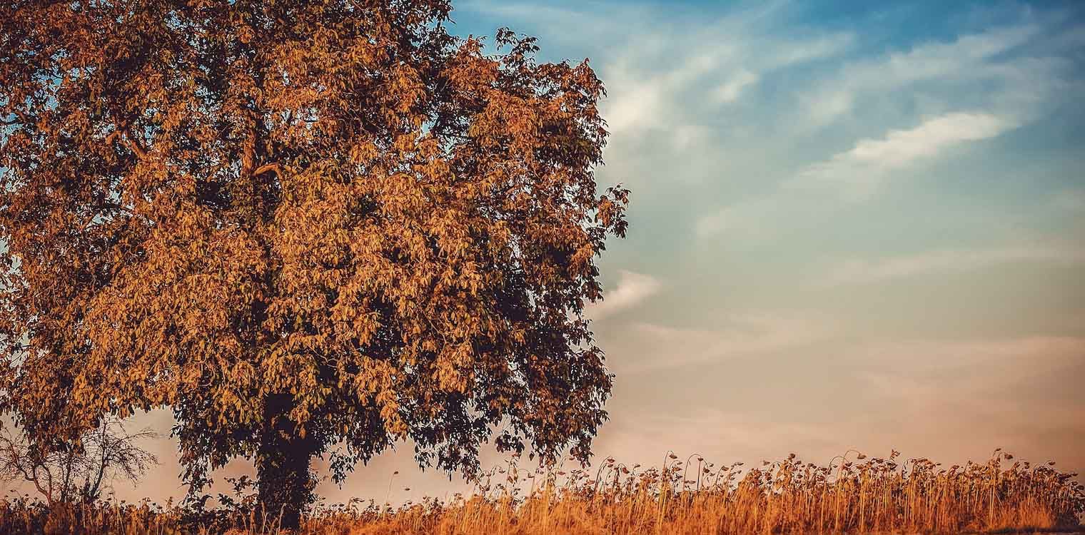 Ηλεία: Ηλιόλουστη Κυριακή... 15/11