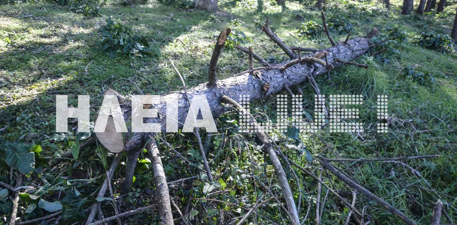 Λαθρουλοτόμοι λυμαίνονται το δάσος της Μαραθιάς