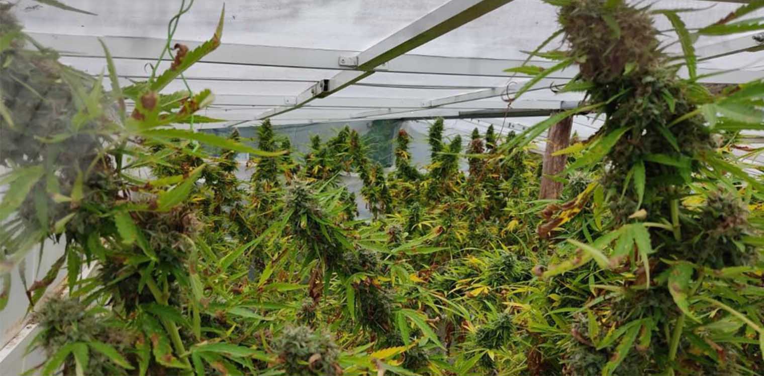 Συγκομιδή 11 κιλών κάνναβης από 16 δενδρύλλια στην Πιερία