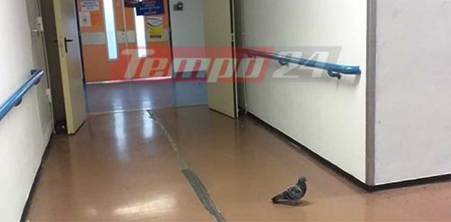 Πάτρα: Περιστέρια έκαναν φωλιά μέσα στο ΠΠΝΠ - Κίνδυνος για ασθενείς (photos)