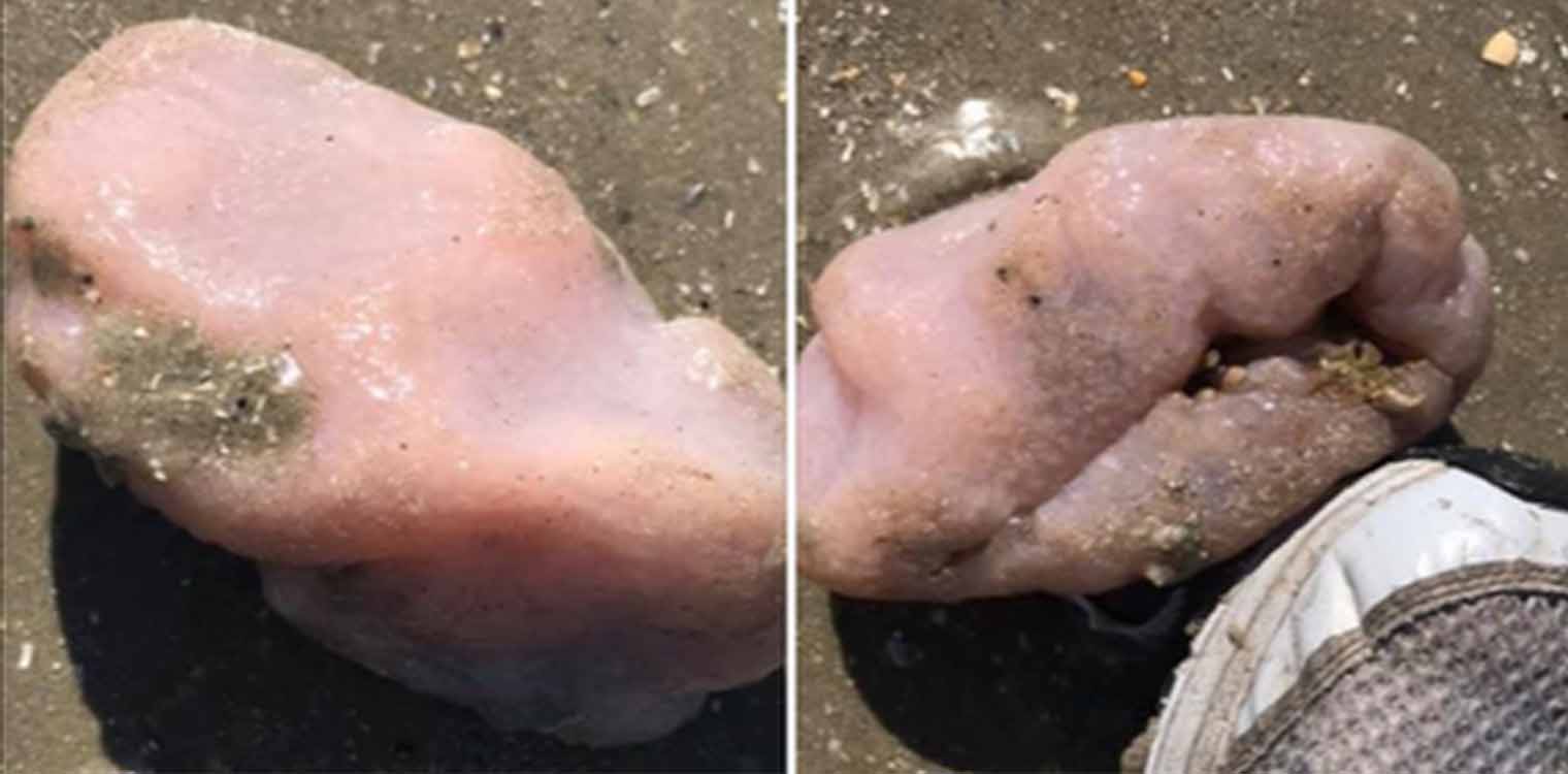 Θαλάσσιο πλάσμα που θυμίζει εγκέφαλο βγήκε στη στεριά και προκάλεσε ερωτηματικά