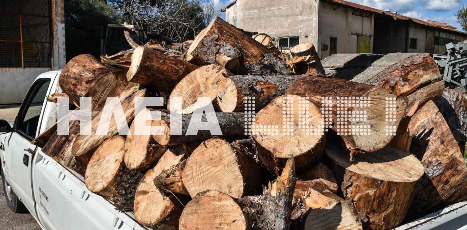 Δασαρχείο Πύργου: Μπλόκο στους λαθροϋλοτόμους