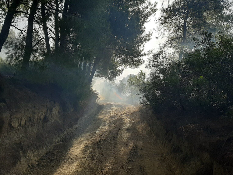 Fotia kruoneri 3