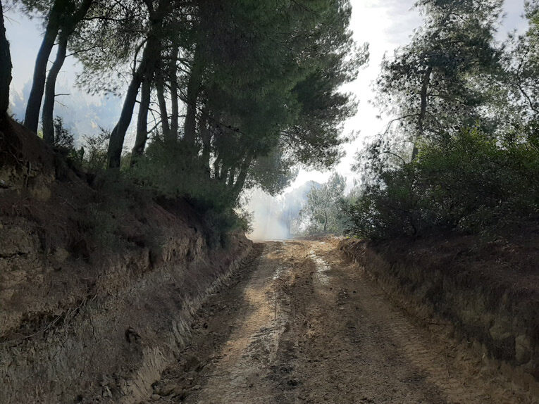 Fotia kruoneri 5