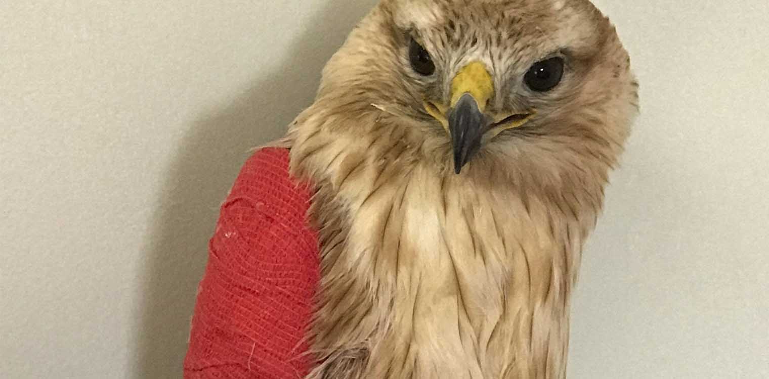 Θεσσαλονίκη: Ἐκκληση για οικονομική βοήθεια στα τραυματισμένα ζώα της άγριας πανίδας