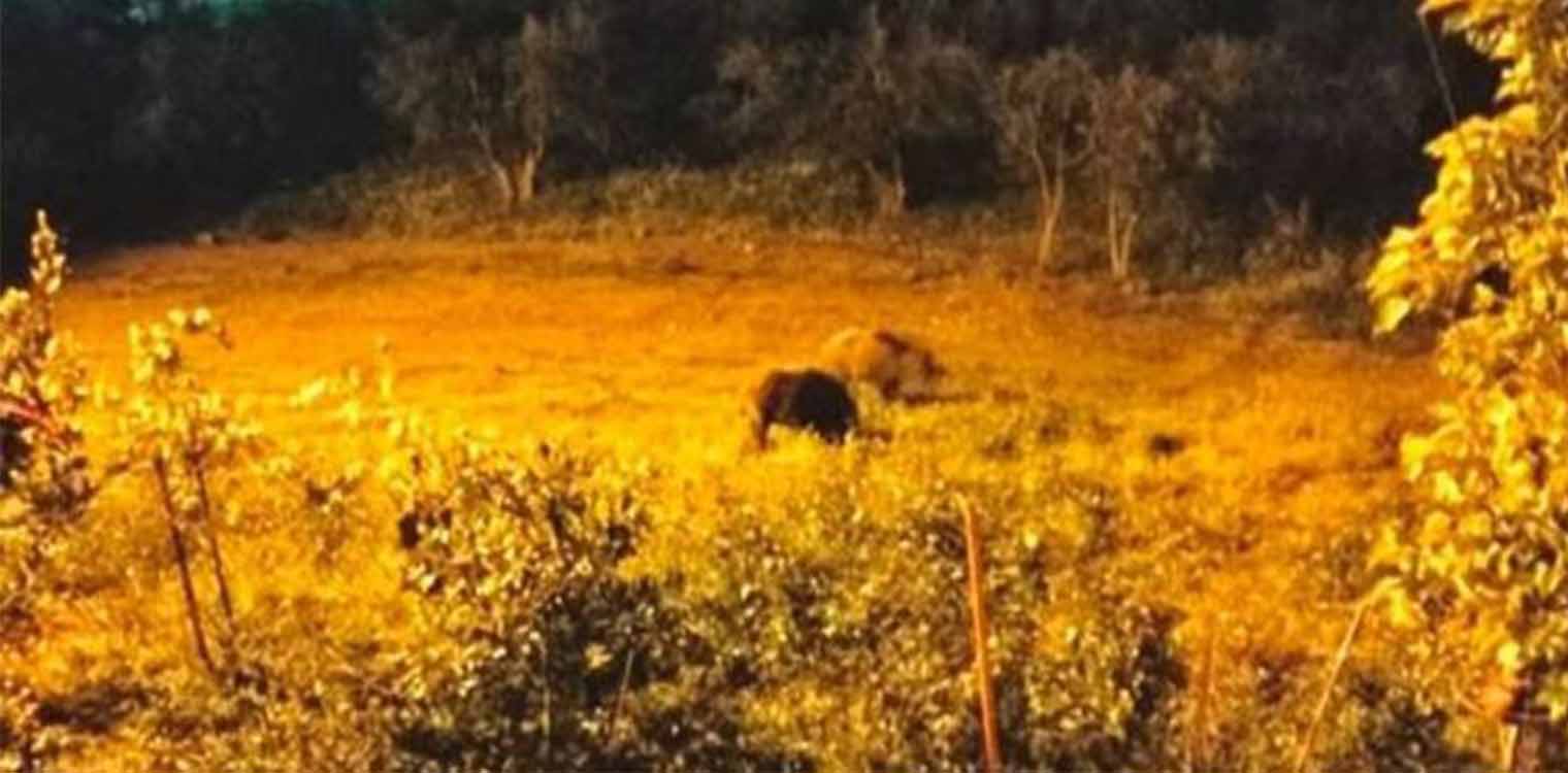 Απίστευτο: Τα αγριογούρουνα έφτασαν στις αυλές των σπιτιών στη Φθιώτιδα (video)